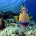 triggerfish_titan_bro_b_ni_h_0563_egy1038.jpg